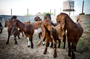 Cyprus Shami Goat Breeders