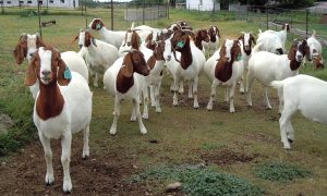 Live Boer goats for sale
