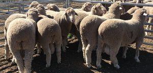 Merino Sheep lambs