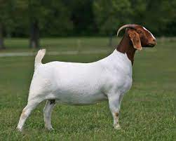 Pregnant Boer Goat