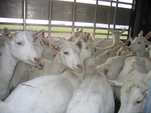 live saanen goats for sale