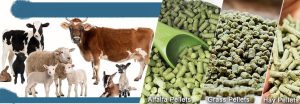 Alfalfa hay for livestock feed