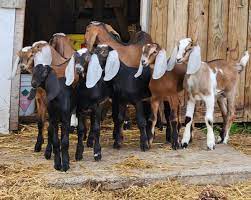 Healthy Anglo Nubian Goats for Sale