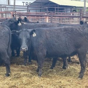 Healthy Angus Cattle for Sale