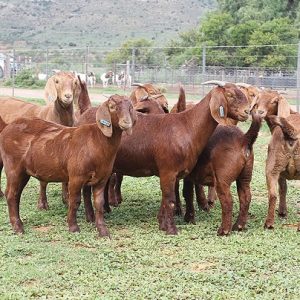 Kalahari Red Goats for Sale