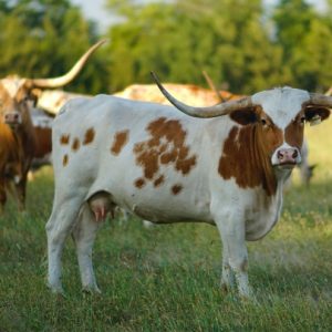 Healthy Longhorn Cattle for Sale