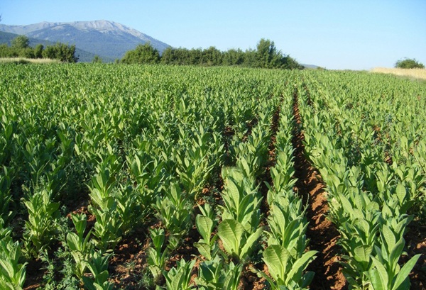 Tobacco Cultivation & Harvesting